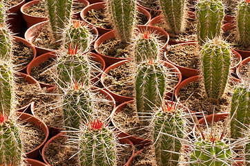 Image showing Cactus plantation