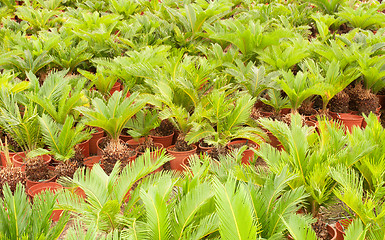 Image showing Baby palms