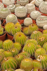 Image showing Cactus plantation