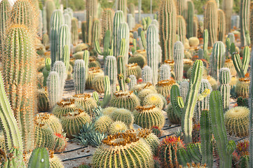 Image showing Cactus plantation