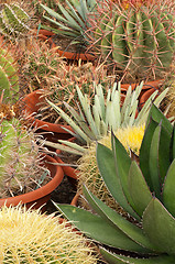 Image showing Cactus plantation