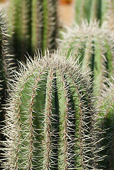 Image showing Cactus