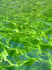 Image showing Green liquid