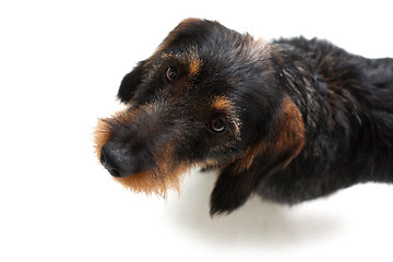 Image showing Dachshund