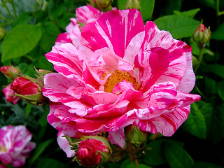 Image showing Pink tiger rose