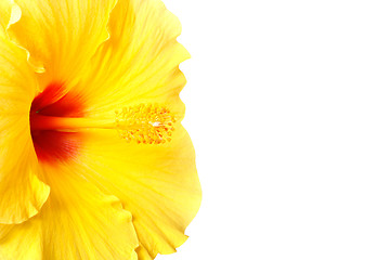 Image showing Hibiscus