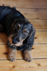 Image showing Dachshund