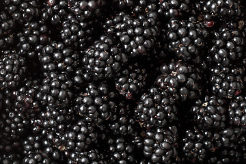 Image showing Blackberries