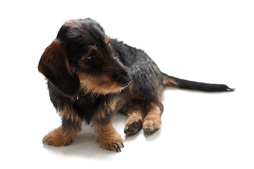 Image showing Dachshund