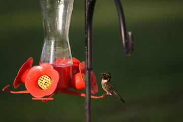 Image showing Hummingbird on a feeder
