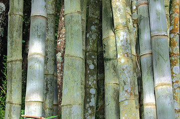 Image showing Bamboo