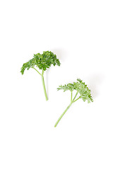 Image showing Parsley