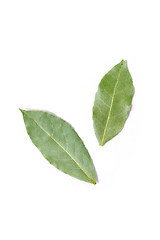 Image showing Bay leaves