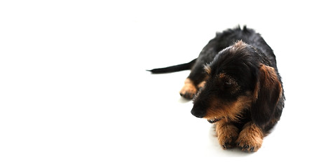 Image showing Dachshund