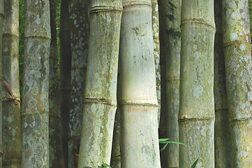 Image showing Green bamboo