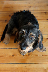 Image showing Dachshund