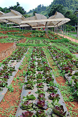 Image showing Growing lettuce