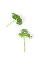 Image showing Parsley