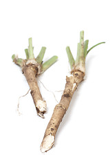 Image showing Horse Radish