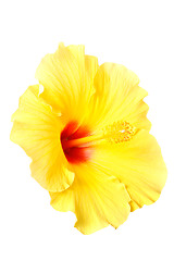 Image showing Hibiscus