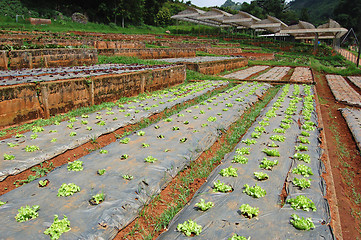 Image showing Market garden