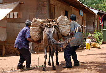 Image showing Pack animals