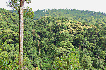 Image showing Tropical forest