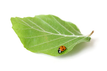 Image showing Lady bug 