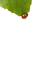 Image showing Lady bug 