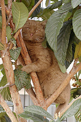 Image showing Grizzly Bear