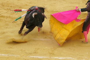 Image showing Bull fighting