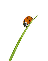 Image showing Ladybug on grass