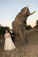 Image showing Wedding Couple with elephant