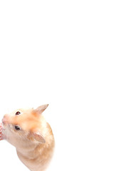 Image showing Hamster