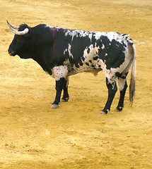 Image showing Bull fighting