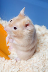 Image showing Hamster