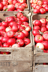 Image showing Apples