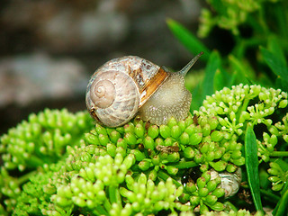 Image showing snail