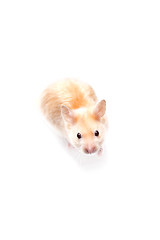 Image showing Hamster