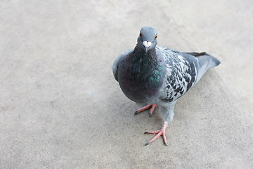 Image showing Pigeon