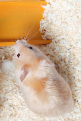 Image showing Hamster