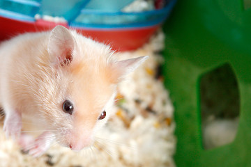 Image showing Hamster