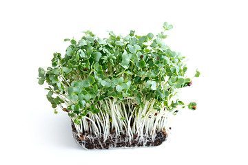 Image showing Watercress