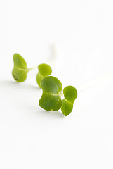 Image showing Water cress