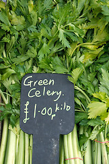 Image showing Celery