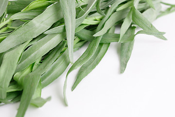 Image showing Tarragon