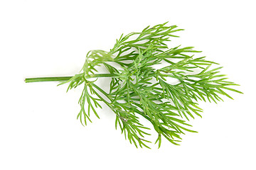 Image showing Dill