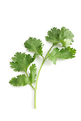 Image showing Coriander