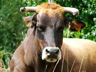 Image showing cow
