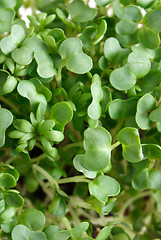 Image showing Watercress